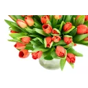 Kytice červených tulipánů